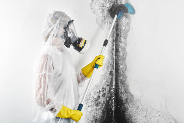 Best Industrial Mold Remediation  in Loris, SC