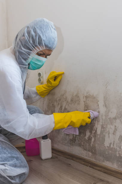 Best Black Mold Removal  in Loris, SC